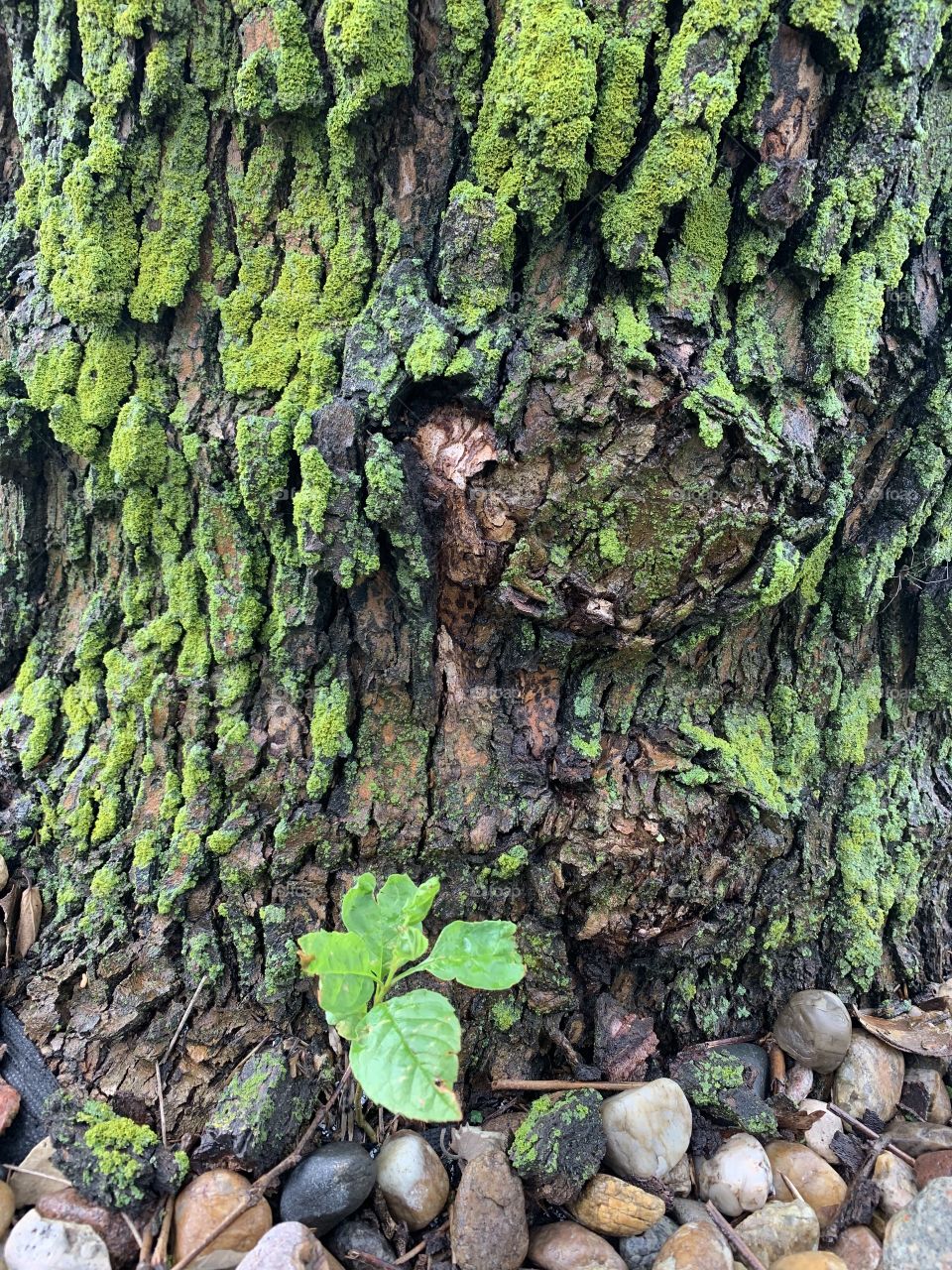 Colorful moss on the jagged bark of a giant Sycamore tree in spring, small leafy shoot at its base