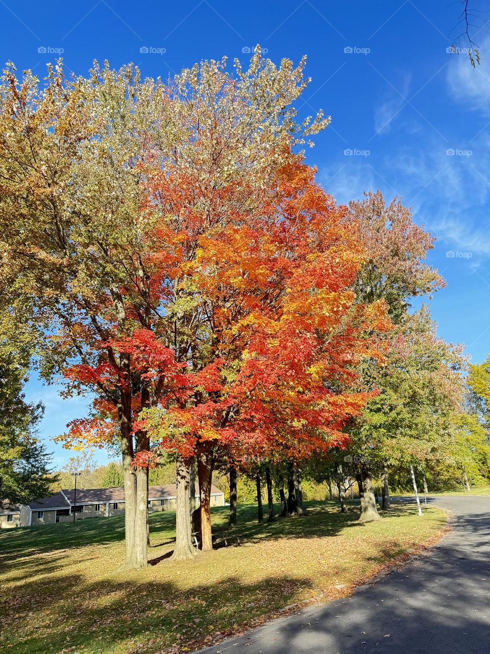 Colorful autumn trees in the Webster Park 
