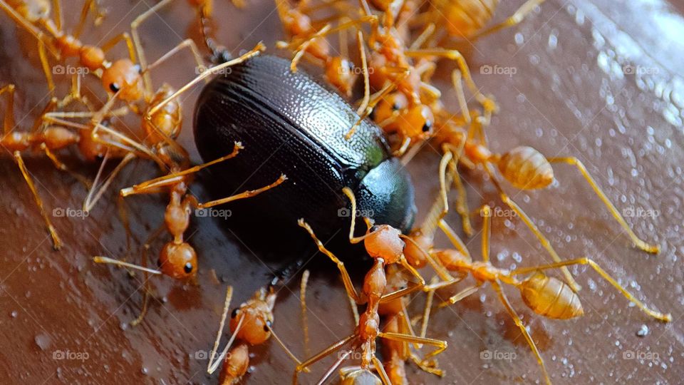 angry ants fighting an intruder, angry, angry ants, ants attacking, anger, ants got angry , insects got angry, angry insects