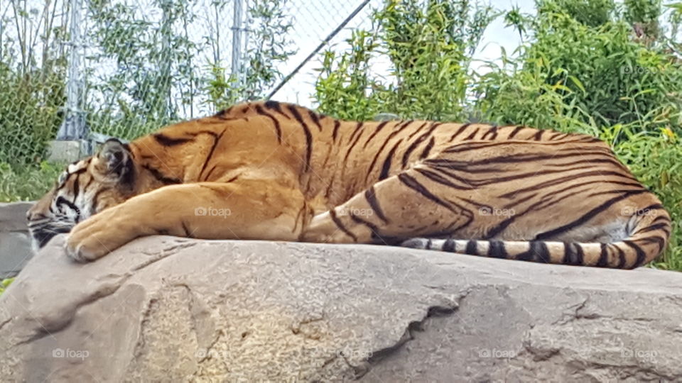 Sleepy Tiger, Chester Zoo, UK