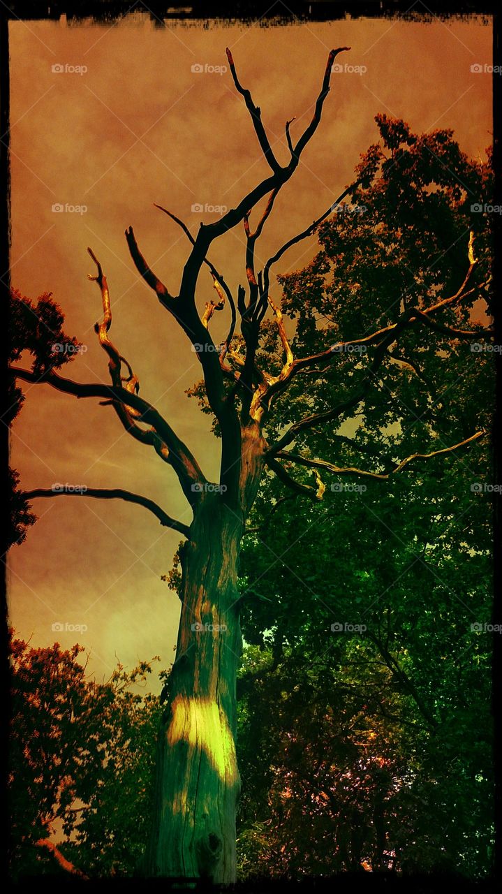 Evening Tree