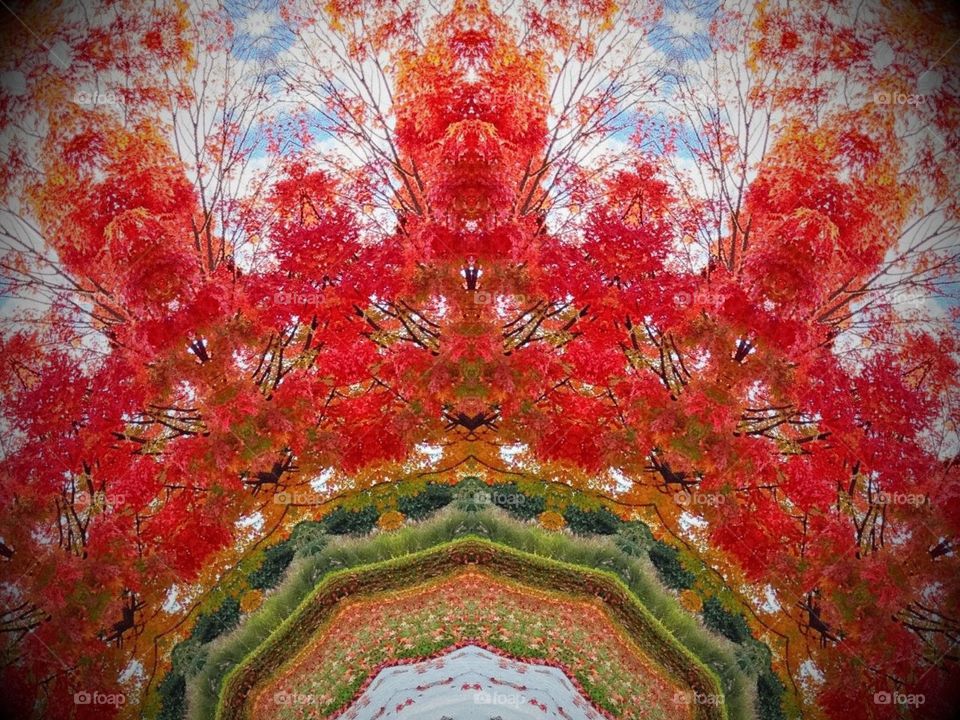 A Kaleidoscope  of Autumn with colorful leaves