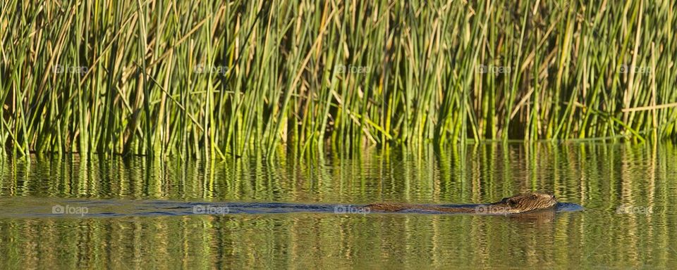 Beaver!