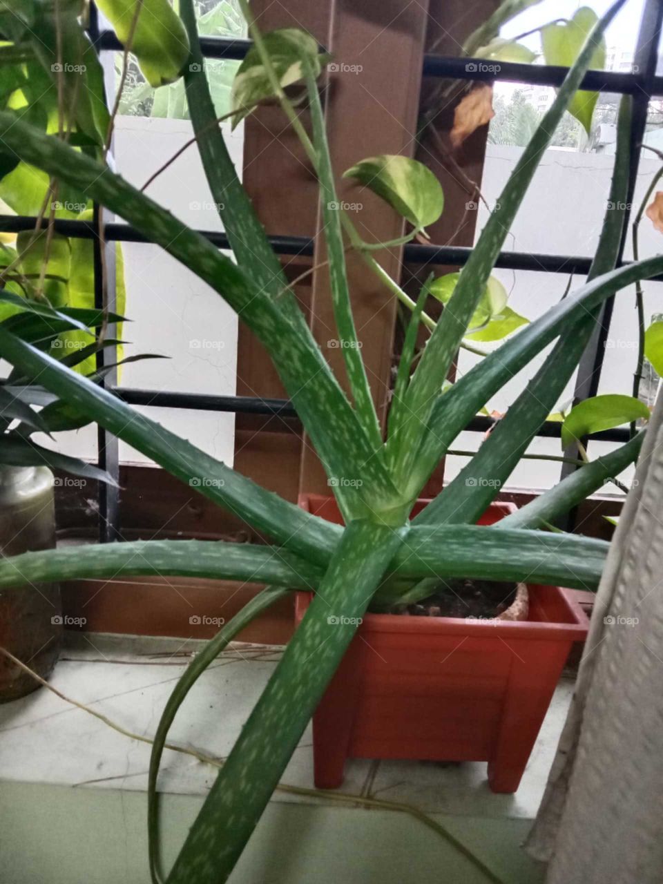 Bunch of Alovera for a bunch of healthy hair.
Have a try guys ☺️💚