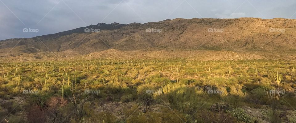 Panorama Nature Landscape  - Saguaro National Park in - Tucson, Arizona 