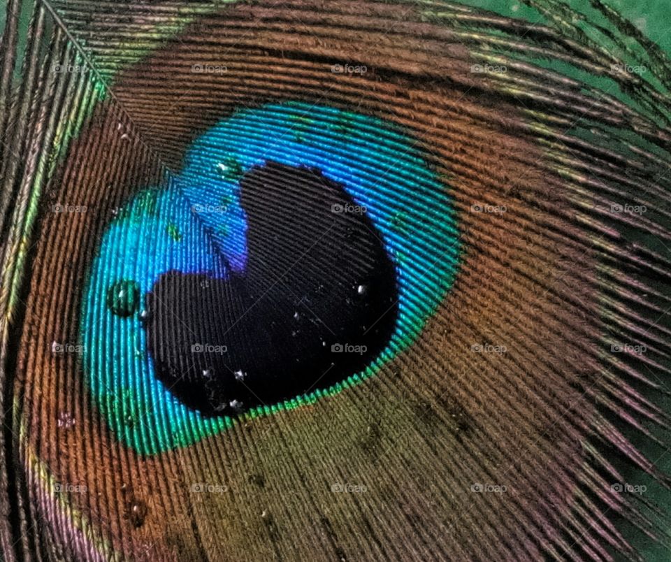 Macro of peacock feather