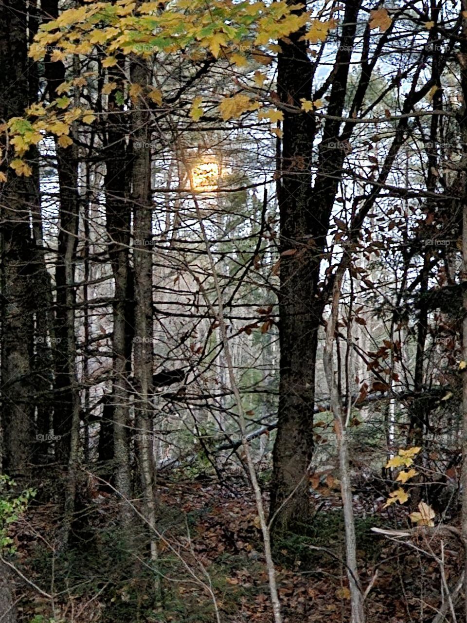 forest, scape, moon, dusk