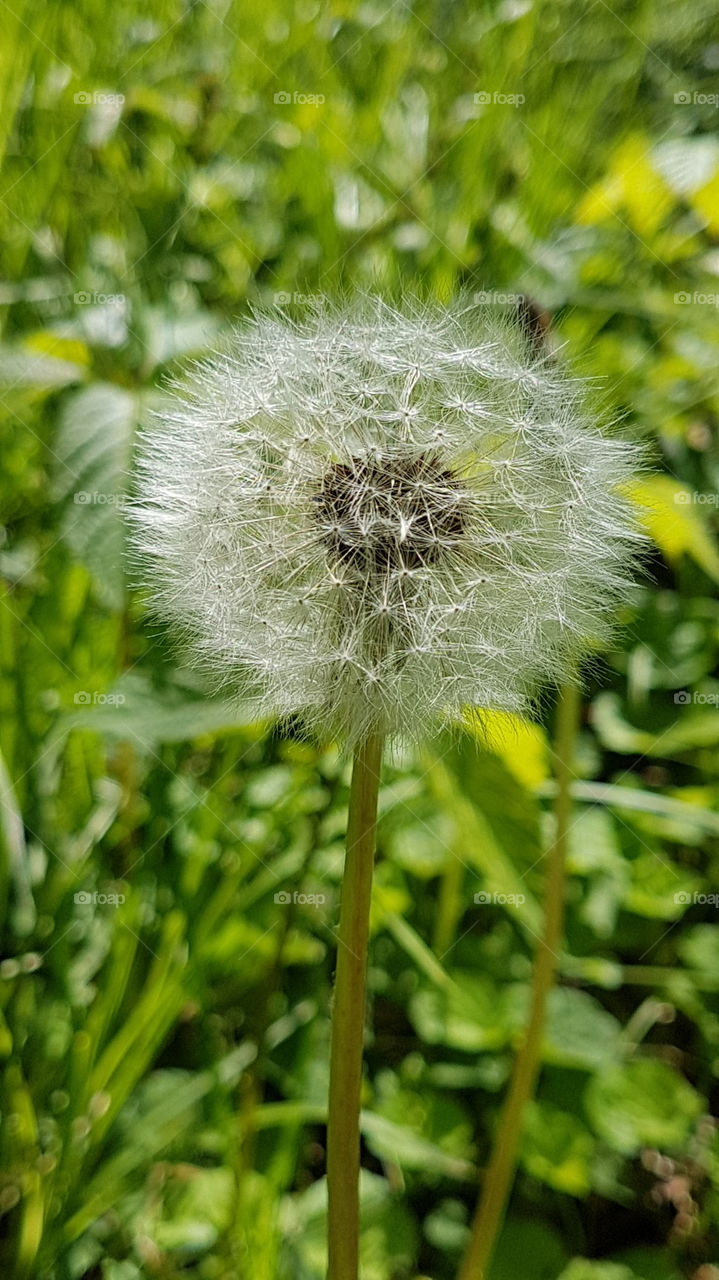 white dandelion closeup in the garden