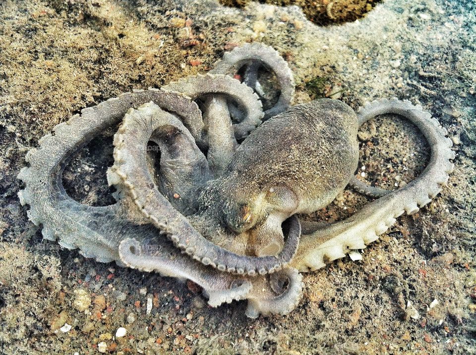 This photo was taken using iPhone 4 at Changi Beach, Singapore during low tide. This little octopus was stranded on the rocky shore with little water. I took the opportunity the take a few shots before moving it a deeper water. 
