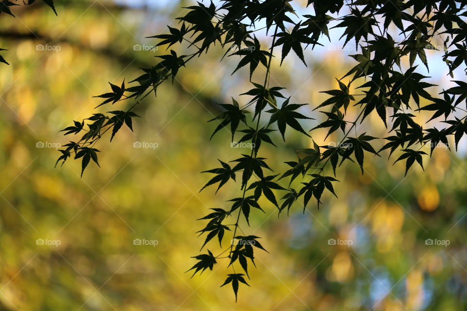 In the shadow of Maple