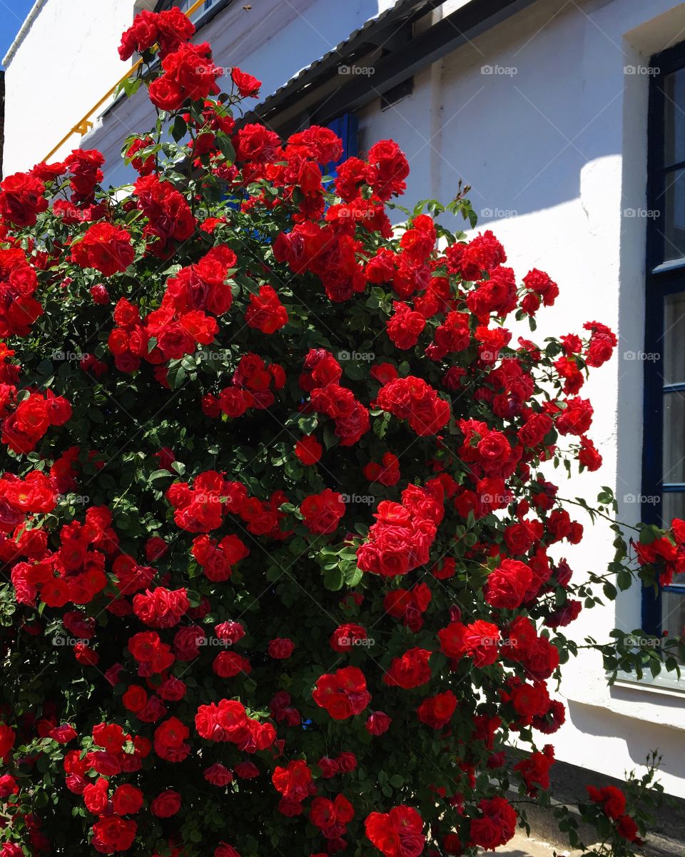 Amazing red roses