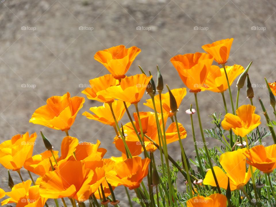 Orange poppies in bloom