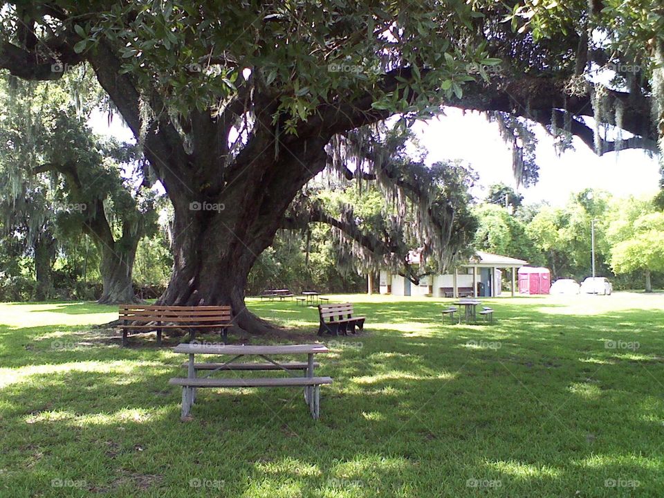 Beautiful old tree, shaded benches 