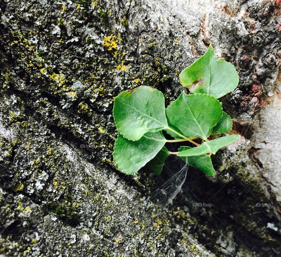 Plant growing on tree trunk