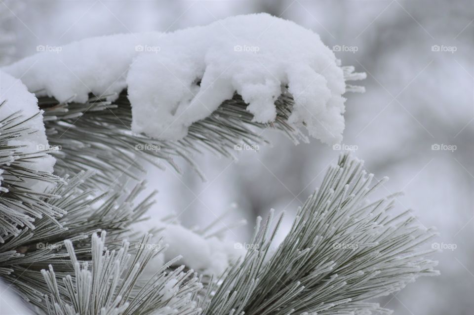 winter forest