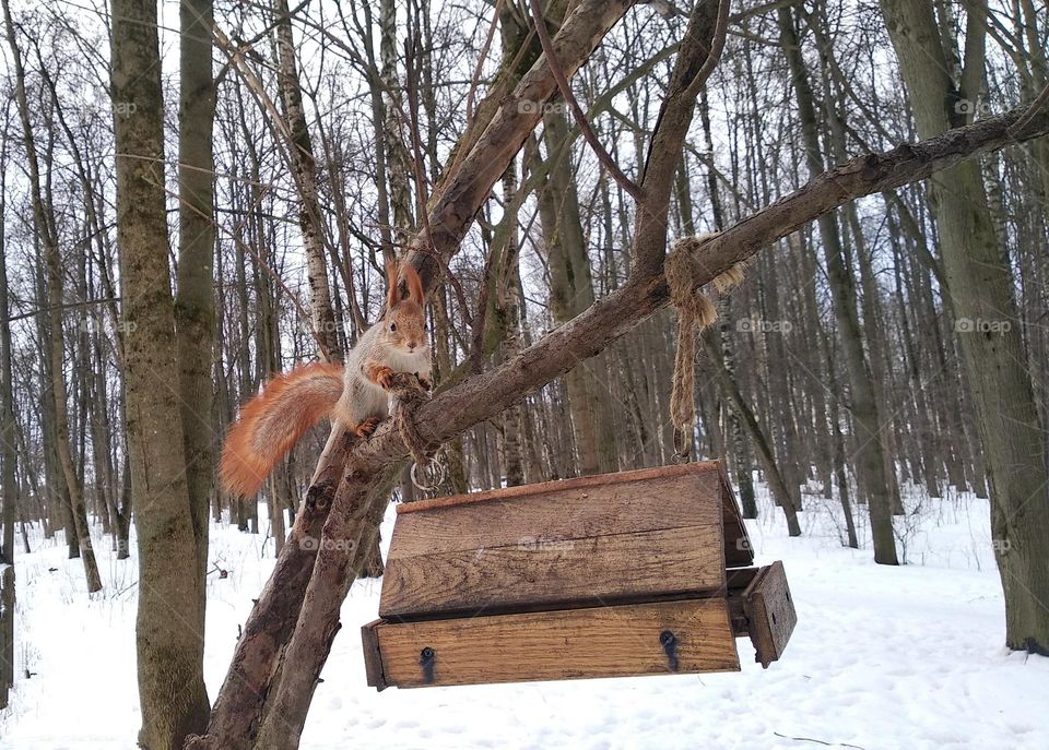 squirrel beautiful portrait, mobile photography