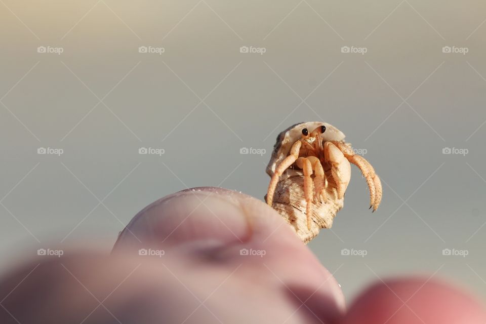 hermit crab on hand