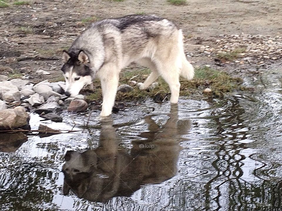 Reflection of dog in water