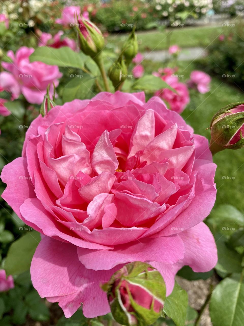 Editor’s Choice- Pink roses express the admiration of someone’s refinement, elegance or femininity. 