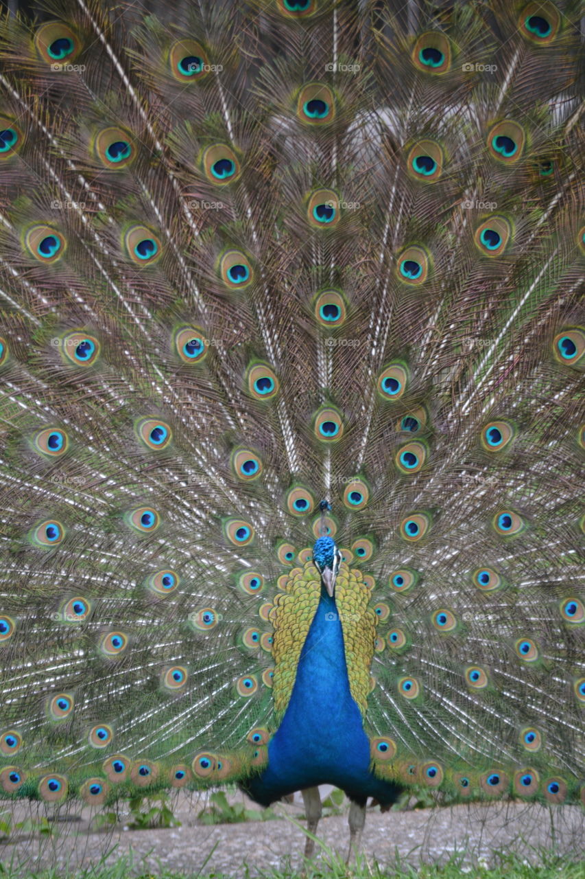 Peacock, Bird, Feather, Peafowl, Dancing