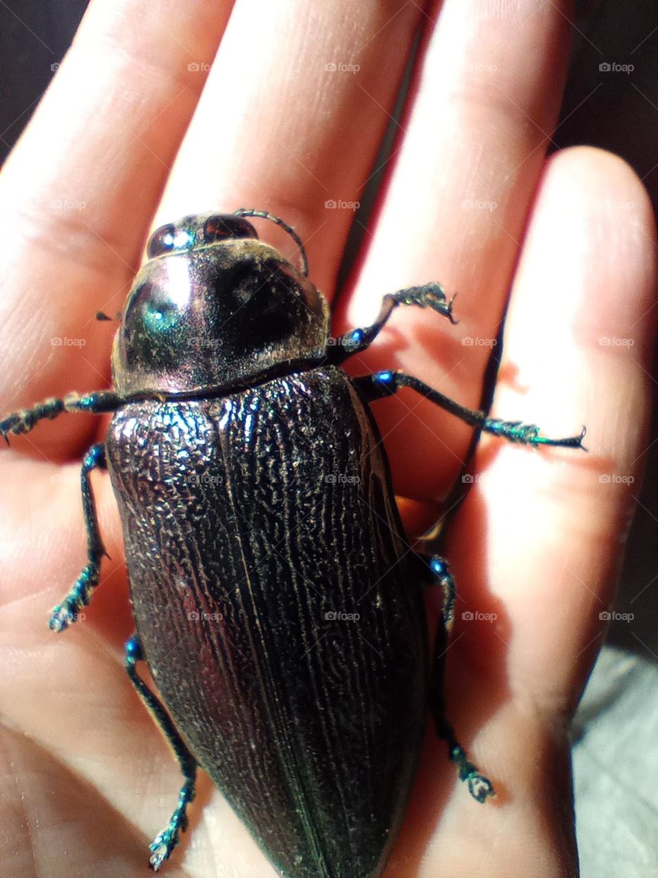Tropical beetle!!!