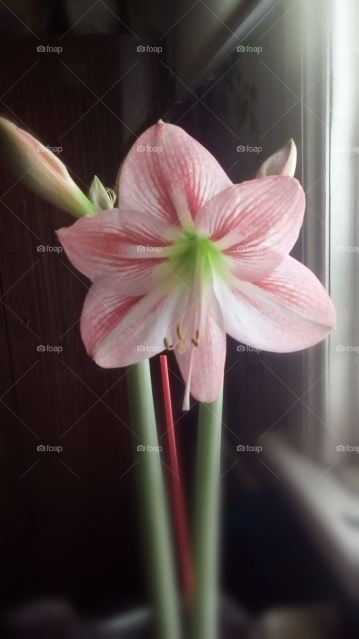 Красивый цветок