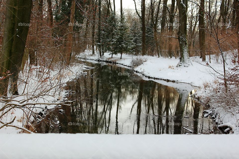 reflection of forest in winter