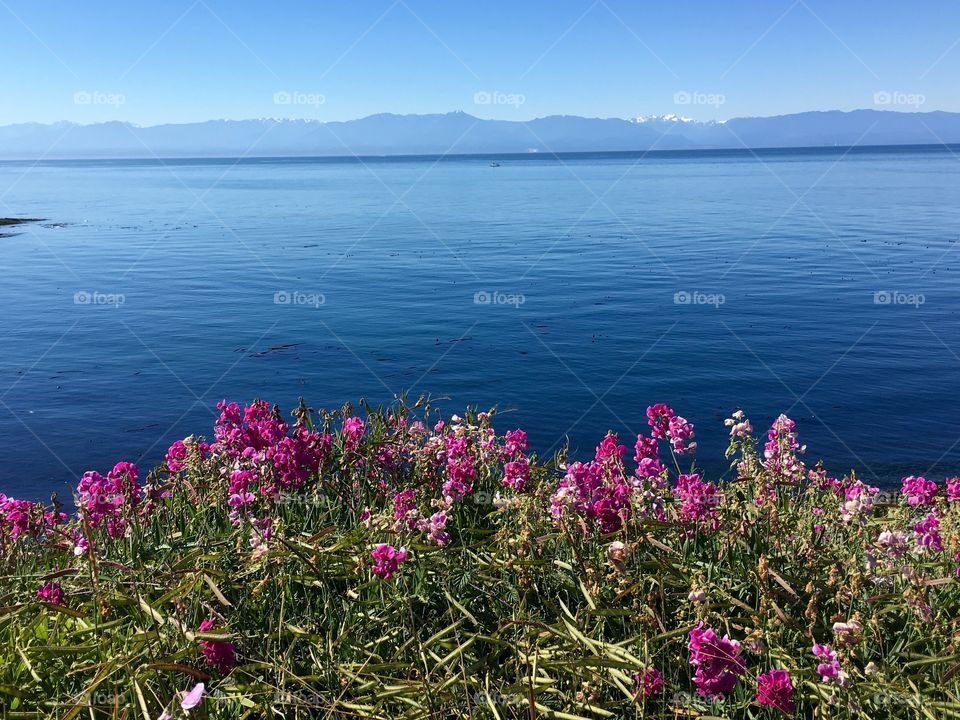 Blooming flowers near sea