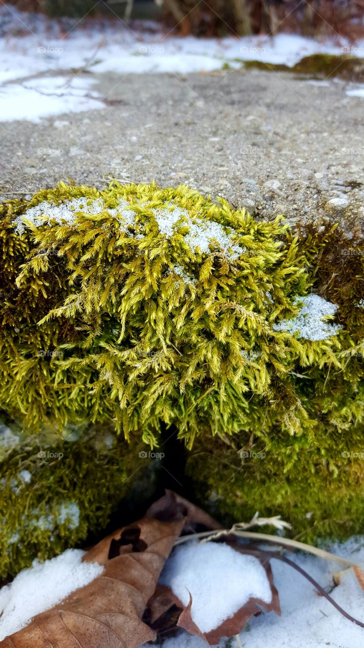 Nature, Moss, Outdoors, Flora, No Person