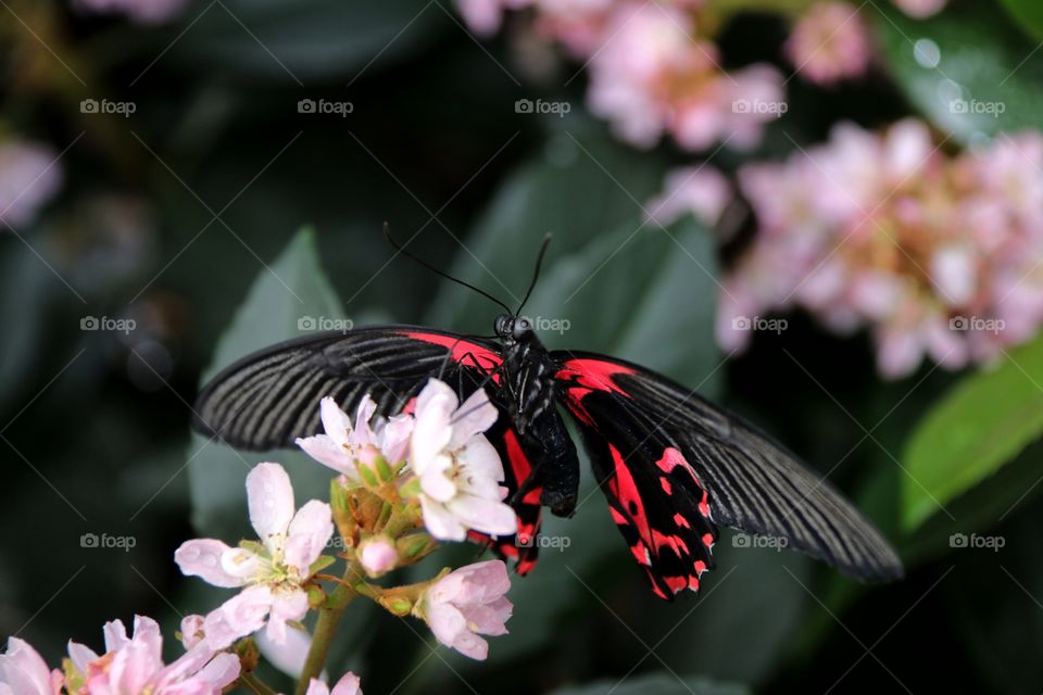 Red butterfly on pink flower closeup macro 