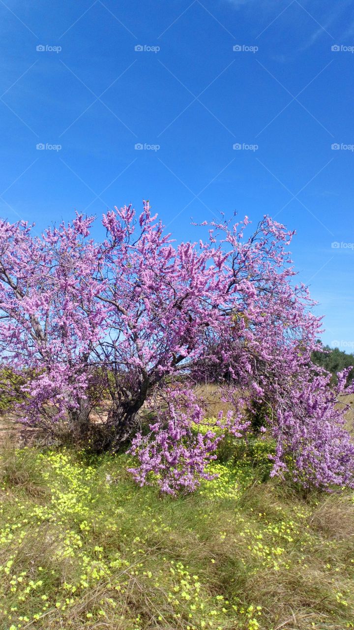 Cerezo azul sky árbol flor color