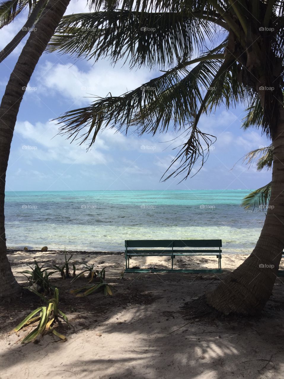 Wooden bench surrounded by palm trees on the coast of a Belizean island  
