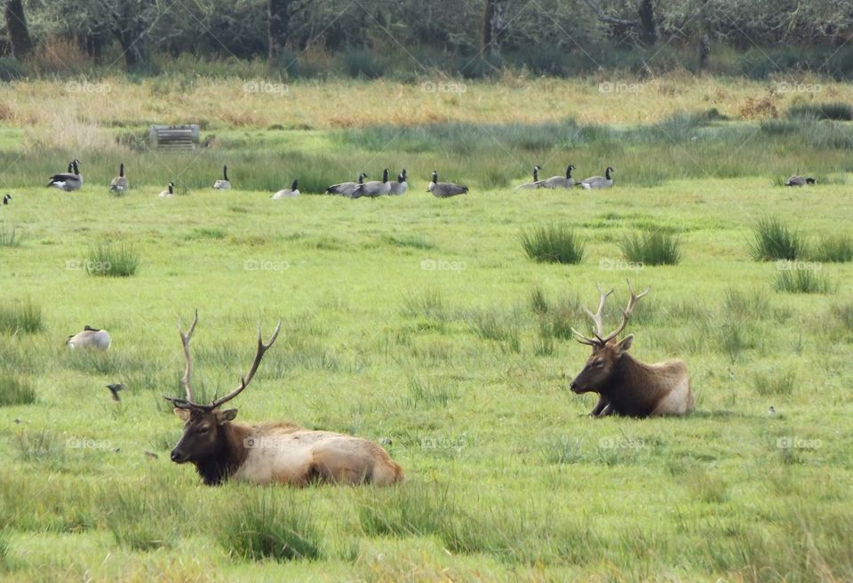 Elk