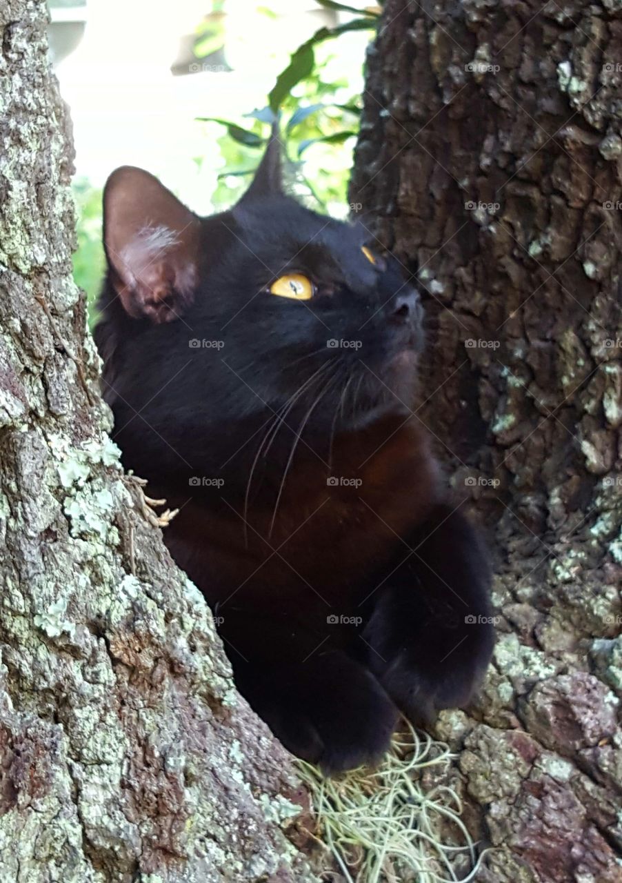 Bob in tree