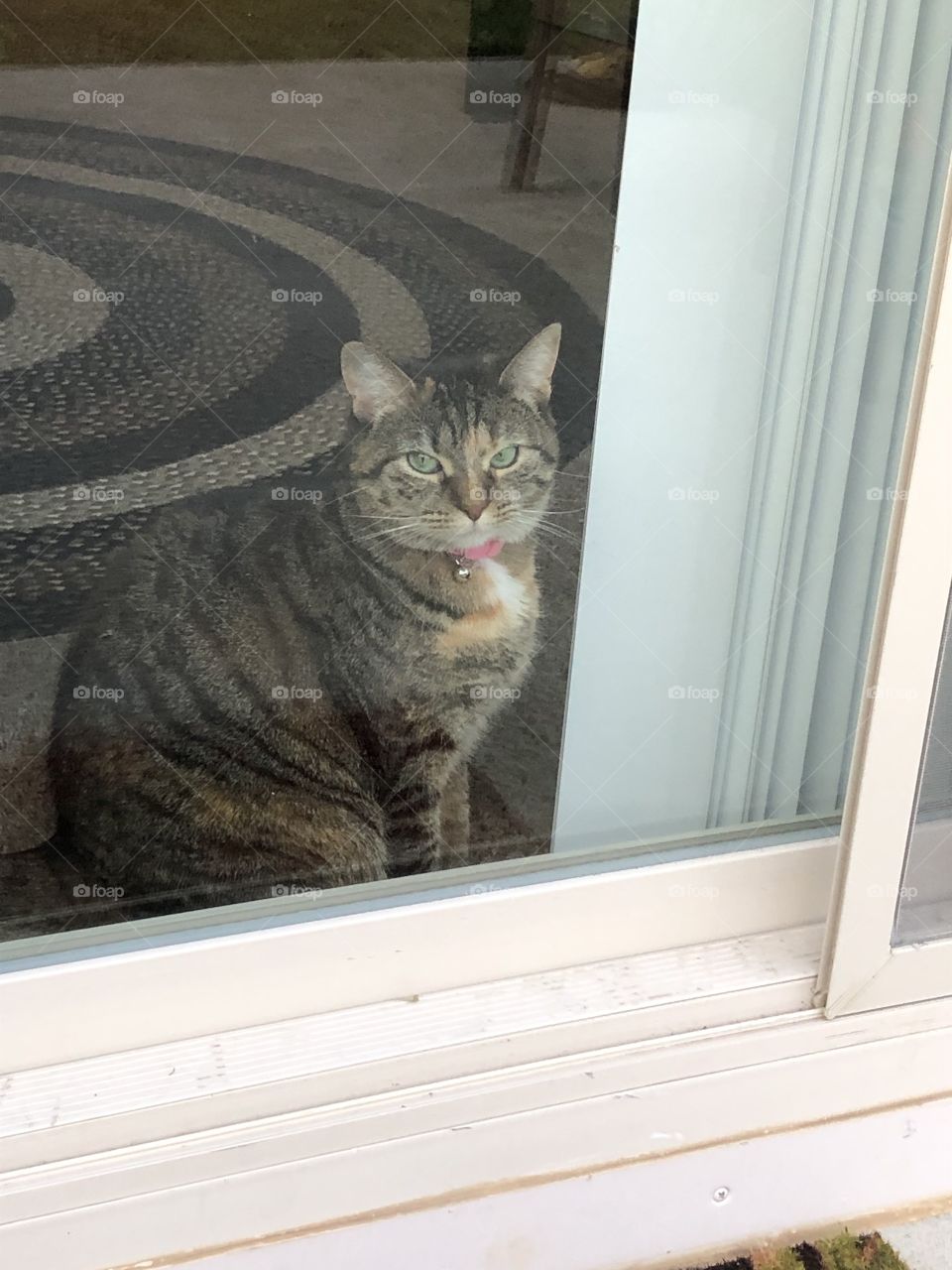 Tabby cat bird watching 
