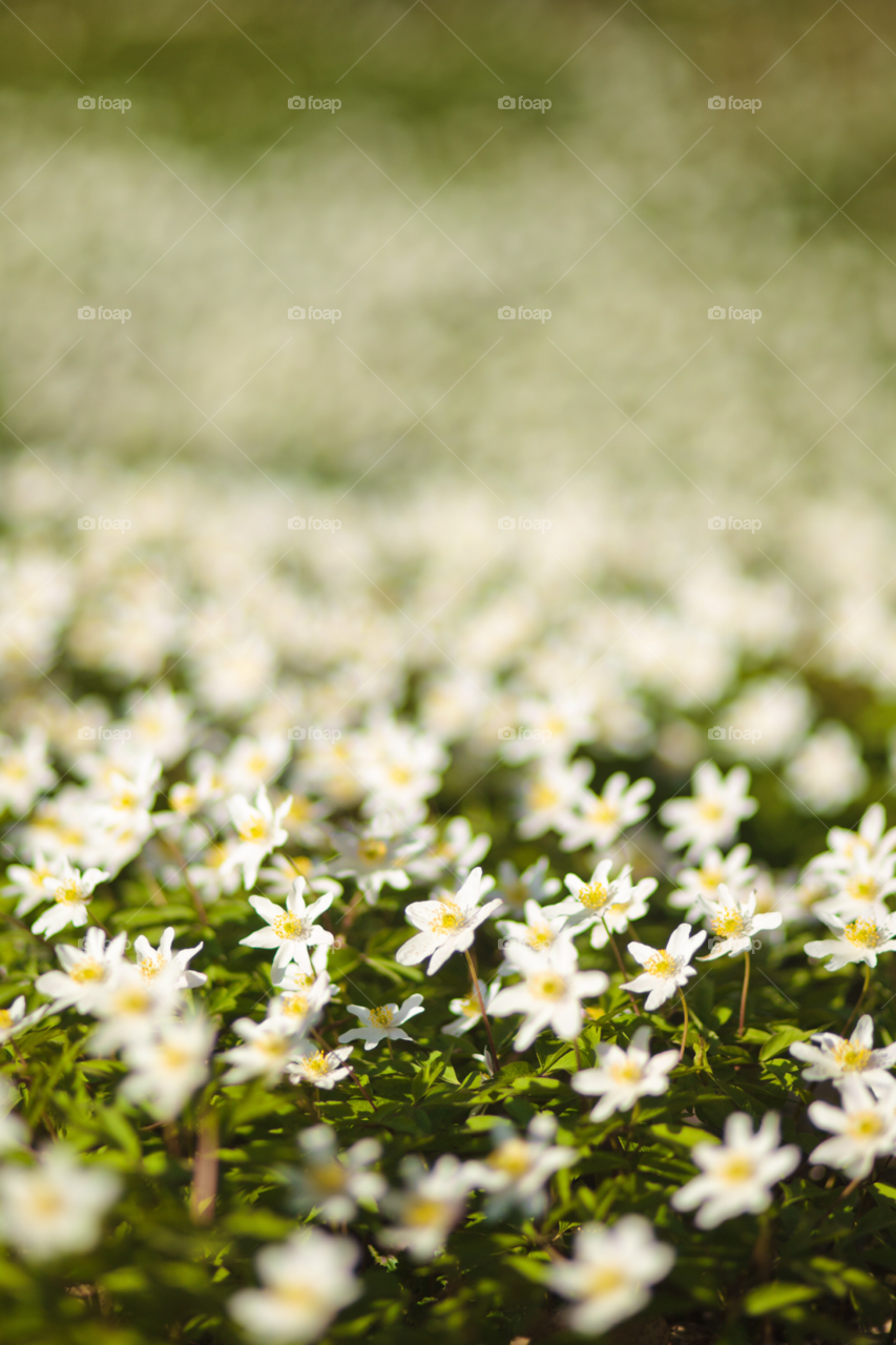 sweden spring flowers field by comonline