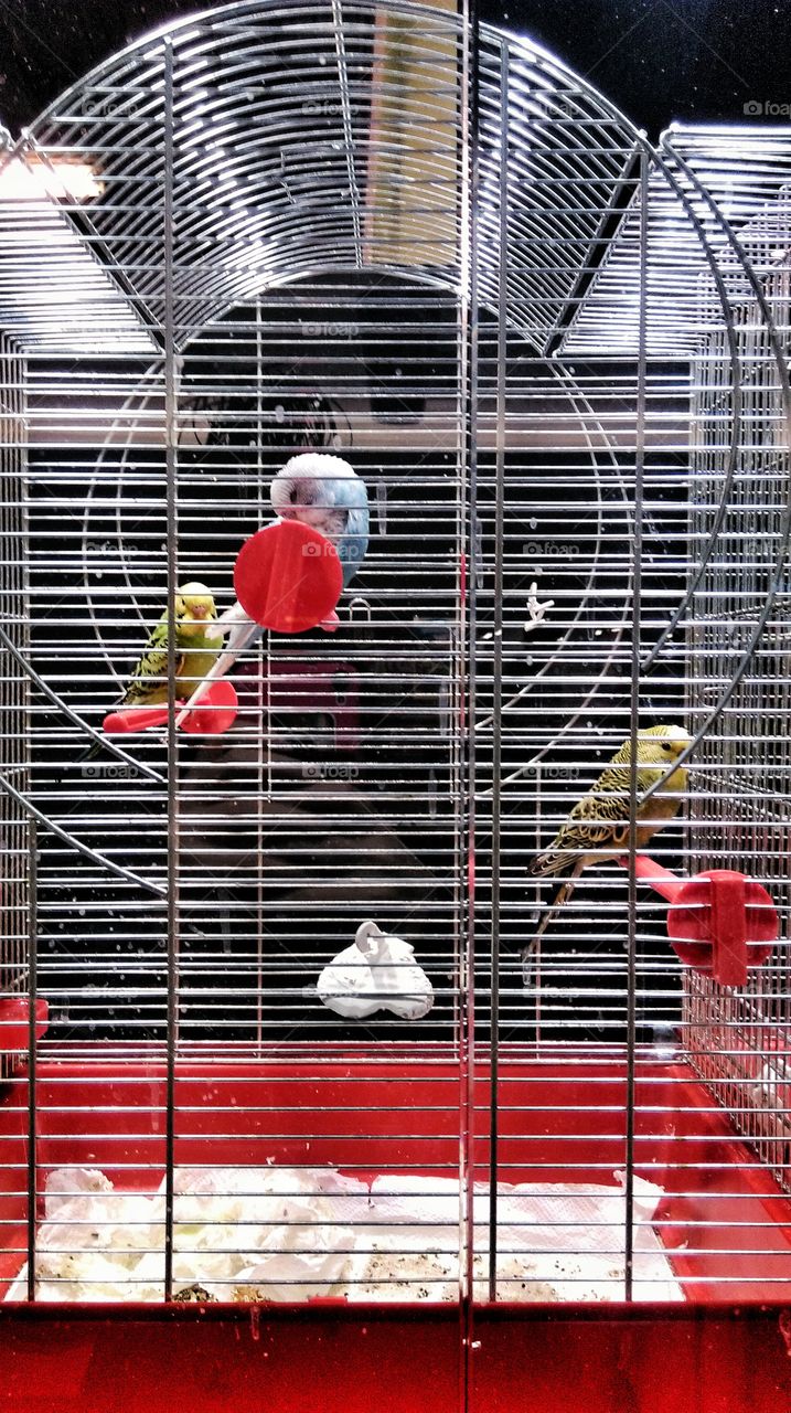 Parrots in the cage. Colourful parrots in the cage