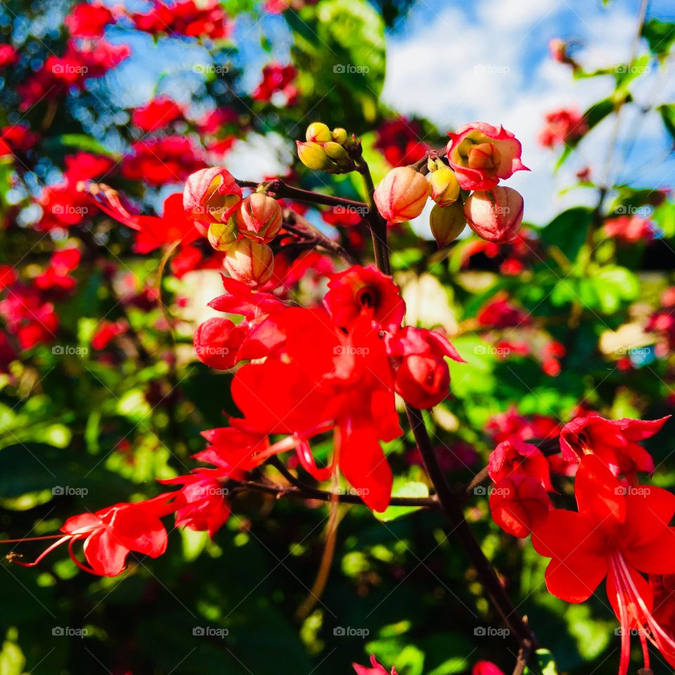 🌼#Flores do nosso #jardim, para alegrar e embelezar nosso dia!
#Jardinagem é nosso #hobby.
🌹
#flor #flowers #flower #pétalas #garden #natureza #nature #flora