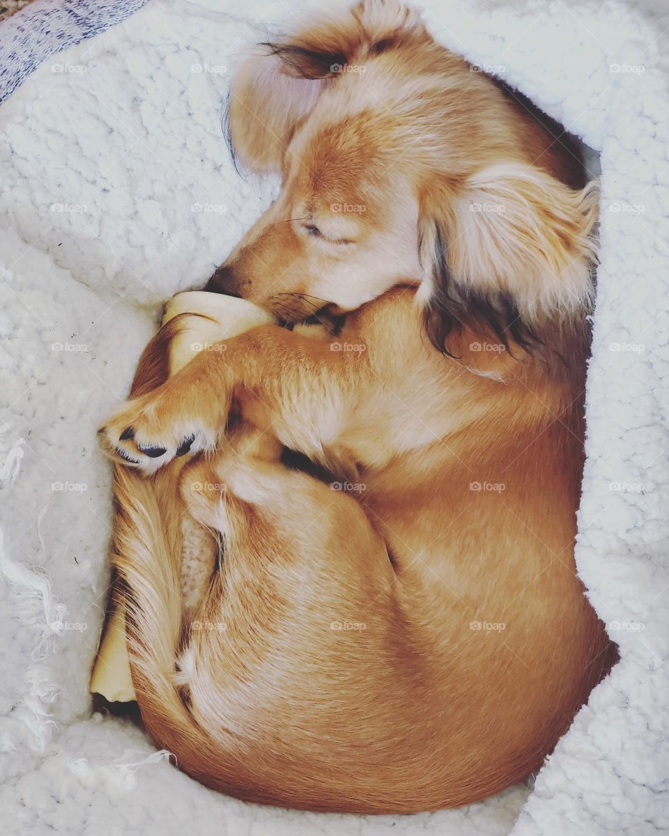 Sleeping Miniature Dachshund Puppy