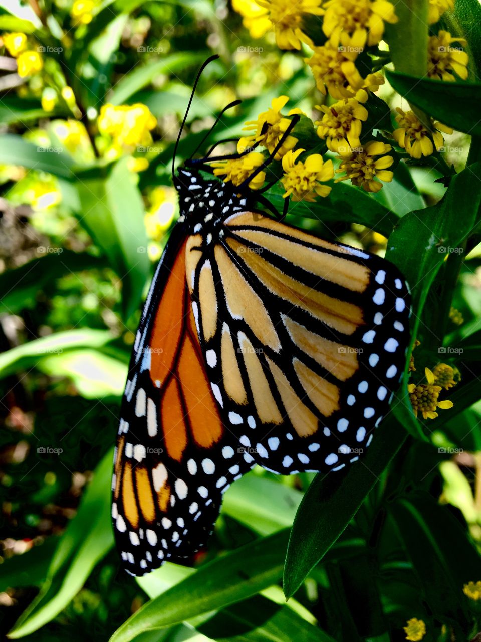 Monarch butterfly at the beach