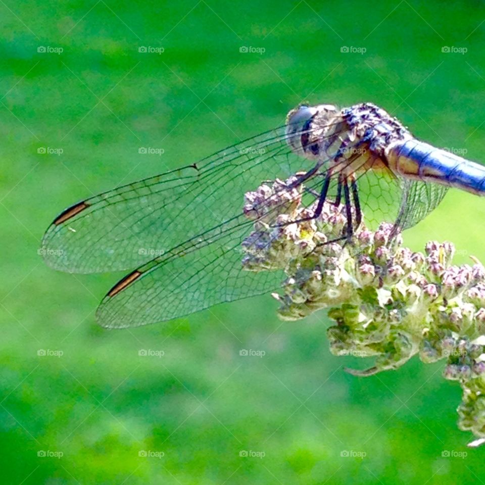 Macro Wings of Dragonfly . See through lace type wings on this Dragonfly had to have its picture taken by me. They were so beautiful!