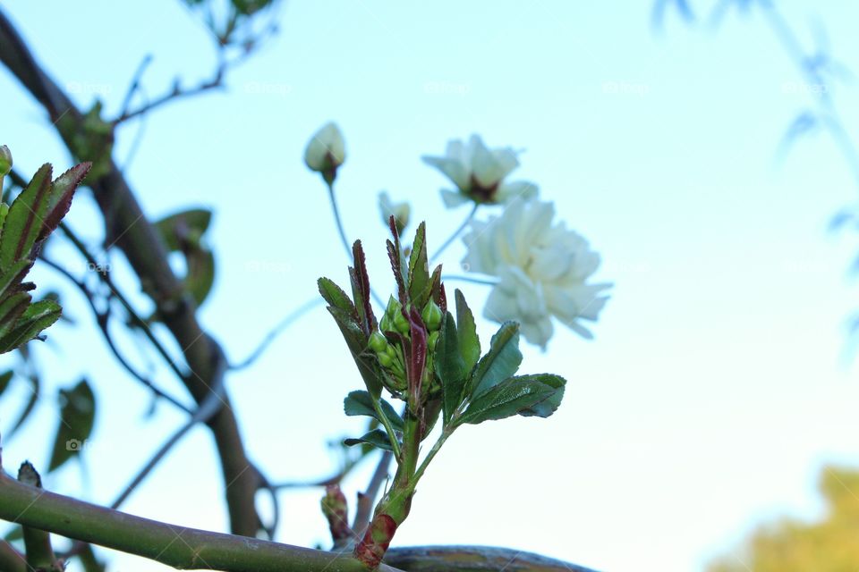 first buds and flowers of spring