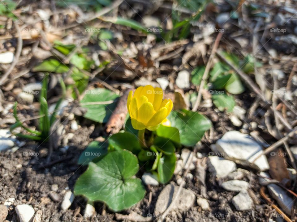 spring buttercup flower.
