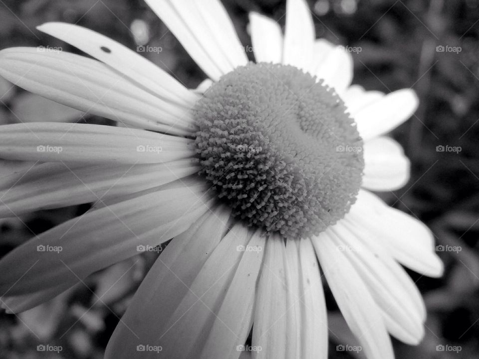 Delightful Flower #2