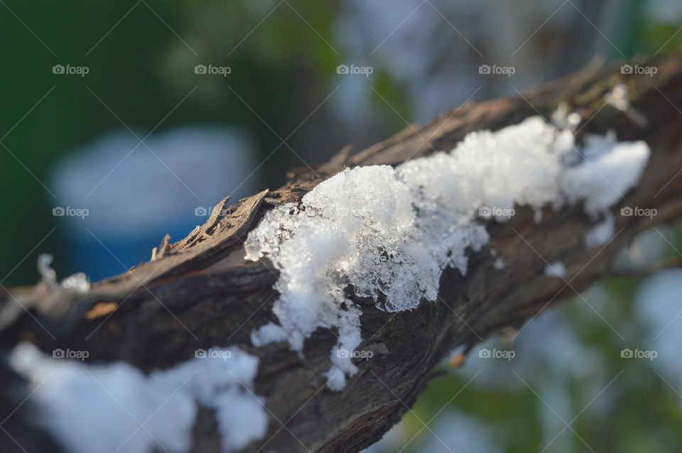 vine and melting snow in the sun