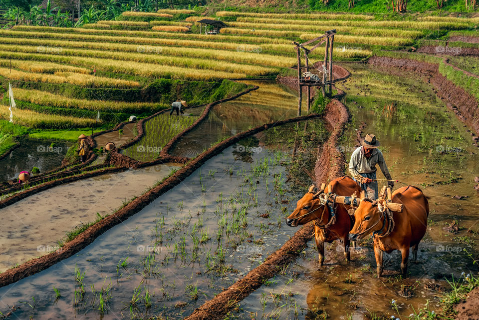 morning activities in rice fields