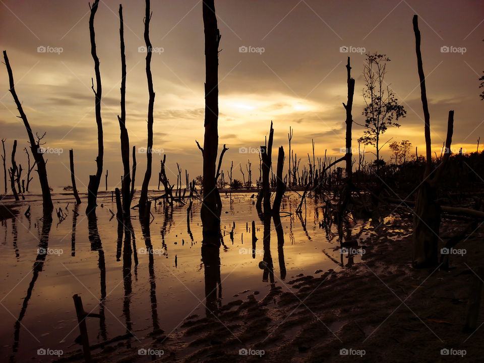 Mangroves beach at dusk, sunset at the beach during low tide, beautiful evening