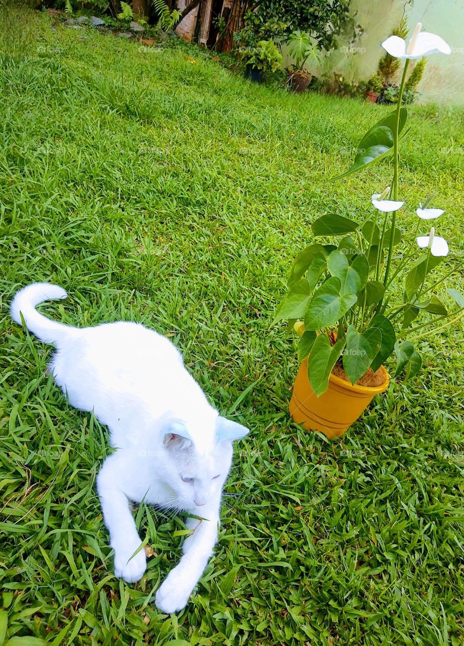 white cat and with flower over the grass