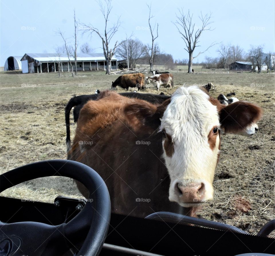 Cow stepping in front of farm vehicle 