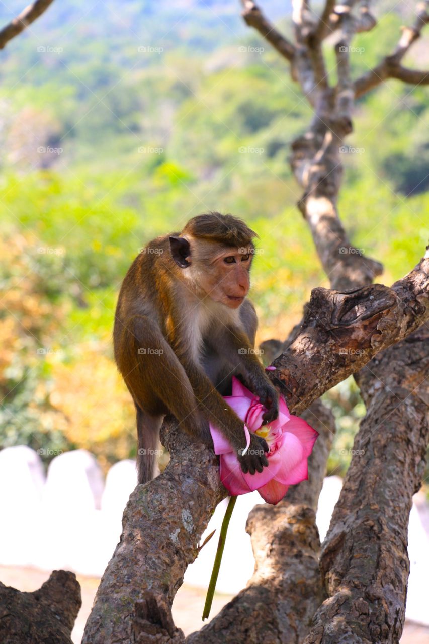 Monkey with roses, Sri Lanka